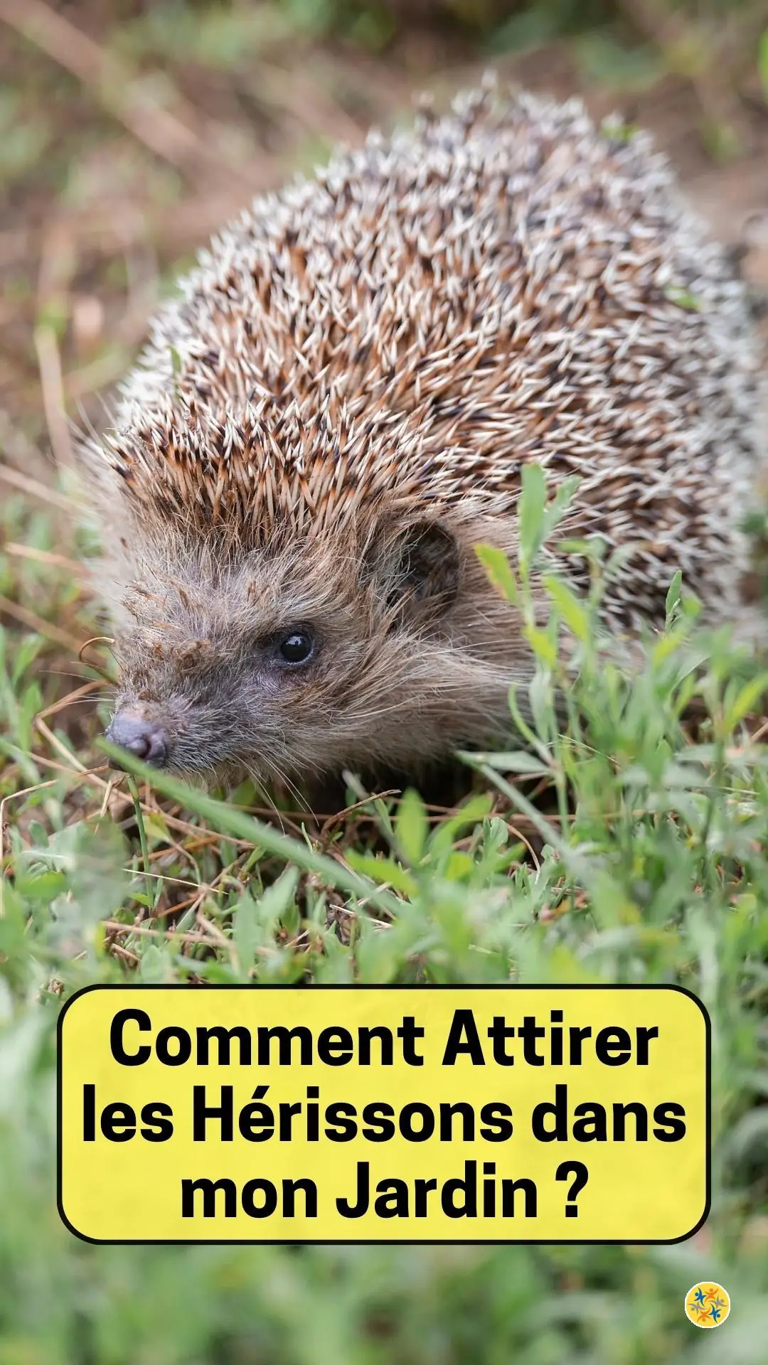 Les conditions à remplir pour capter l'attention d'un hérisson 
