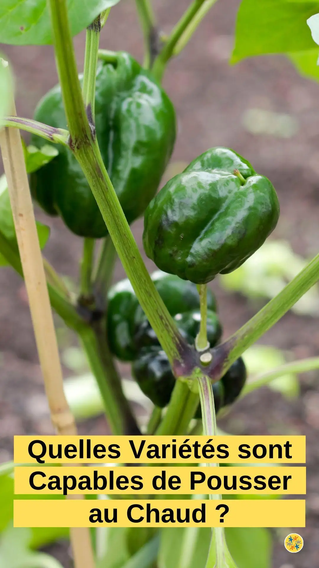 Cultiver dans son potager des espèces copines de l'été 