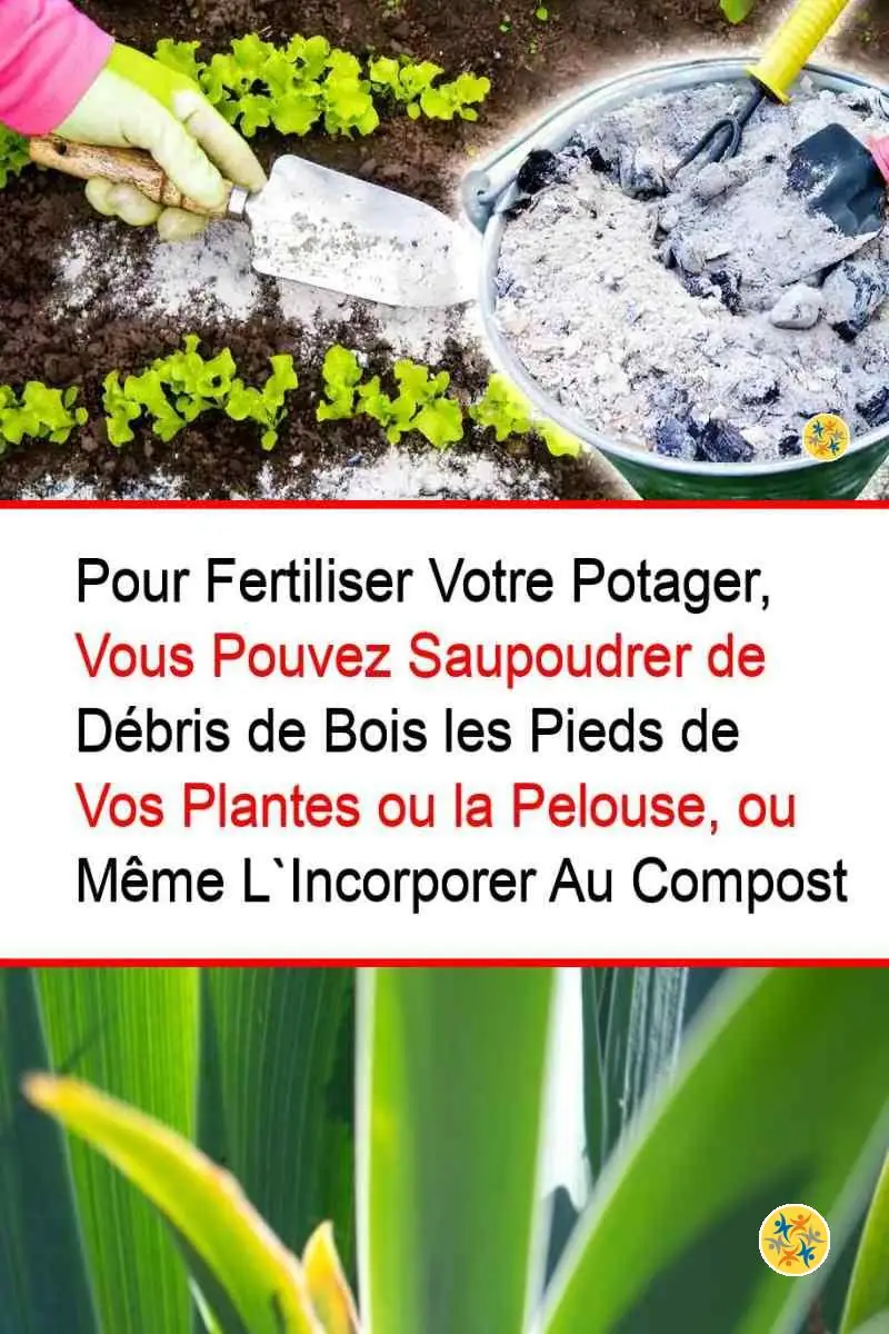 3 Intérêts de la Cendre de Bois Exceptionnels pour votre Jardin 8 Usage de cendre de bois comme fertilisant