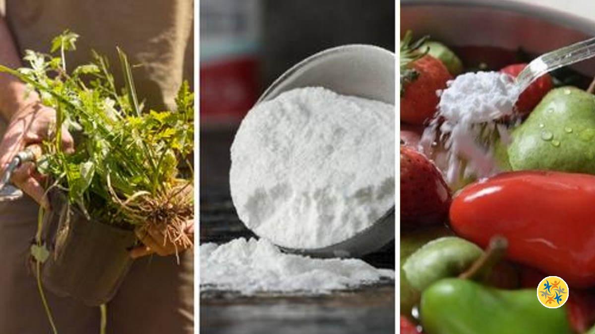 9 Utilisations de Bicarbonate de Soude dans le Jardin