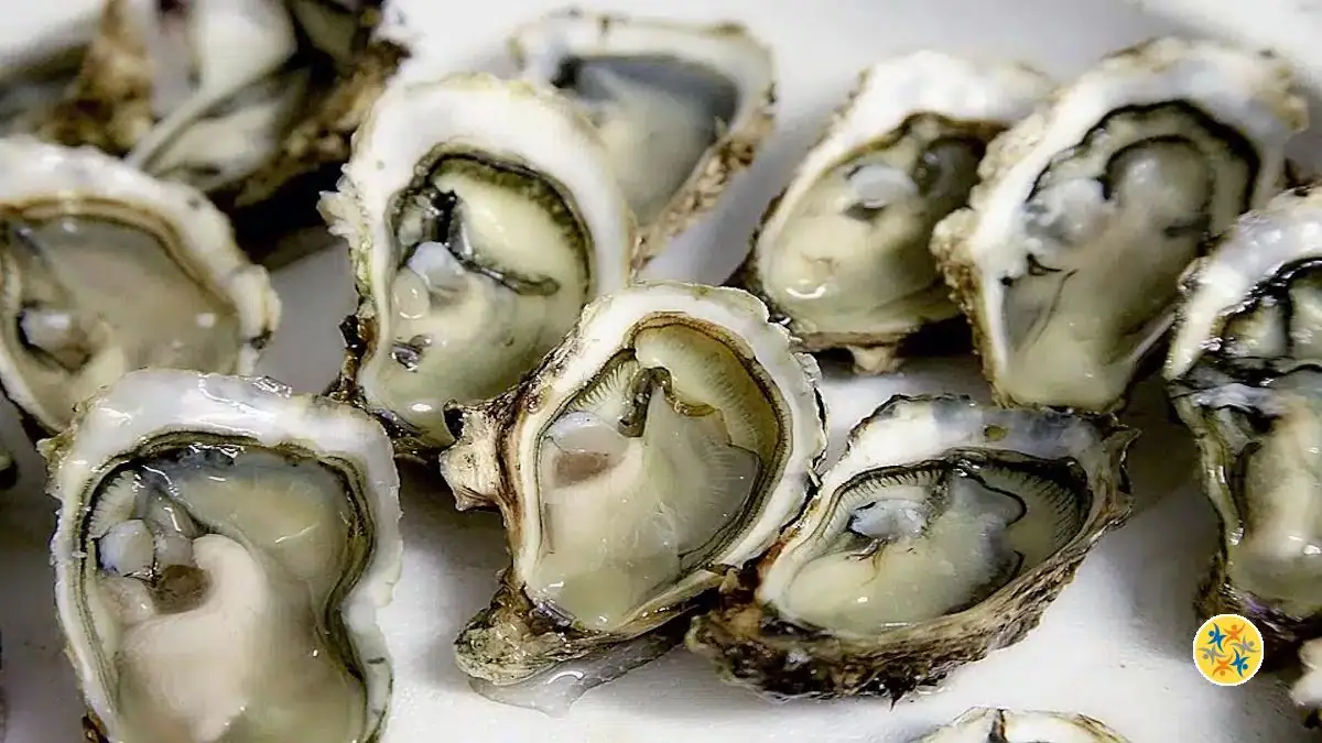 A Quoi nous Serviraient des Coquilles d'Huîtres pour le Jardin et la