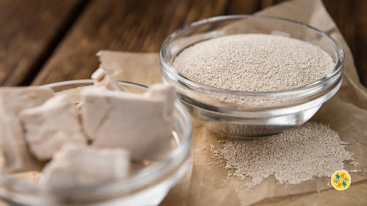 Tout ce qu’il Faut Savoir sur la Levure de Boulanger et son Usage