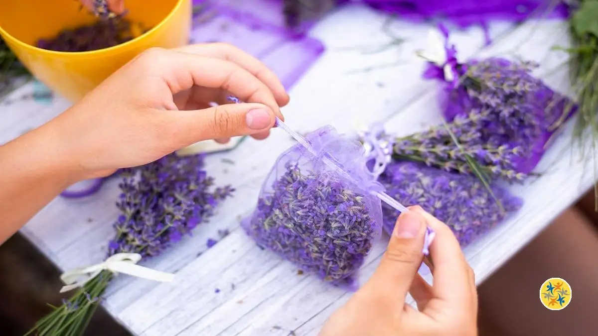 Huile Essentielle Lavande Utilisation Maison