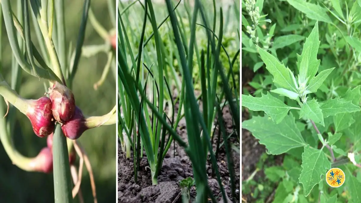 6 Variétés de Légumes Perpétuels des plus Célèbres