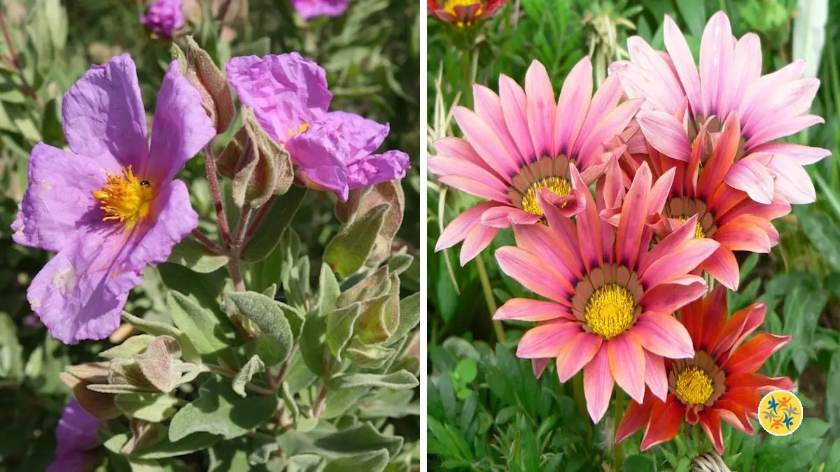 Choisissez ces 9 Variétés de Plantes Résistantes à la Sécheresse
