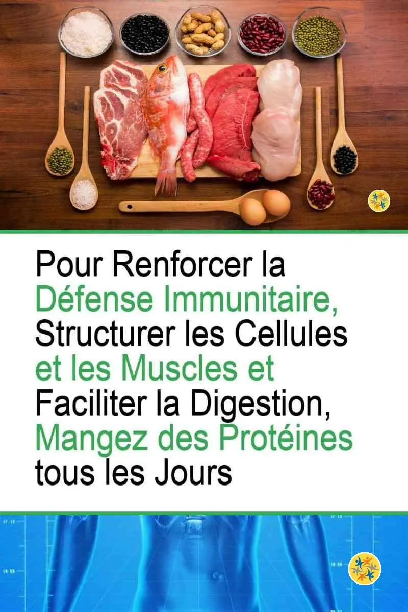 7 Aliments Principaux Sources de Protéines pour un Régime Sain et Équilibré 4 Les vertus des aliments protéinés pour le corps